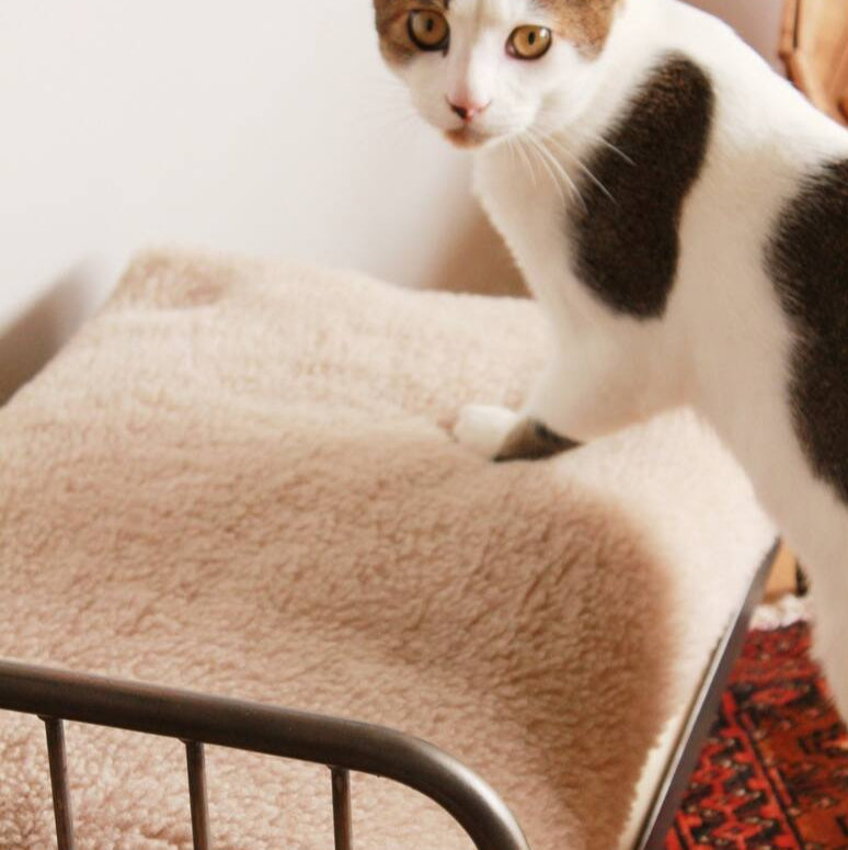 SENS BED FOR CAT ( PET SOFA )